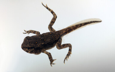 Dorsal view of the back of a transforming toadlet with a tadpole tail but the four limbs of an adult.  Bumps are already appearing on the skin of the toad that will become its poison glands. 