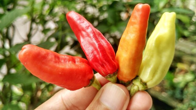 Small red, green and yellow chilies taste spicy, for a mixture of cooking. Capisicum frutescens, tropical plant