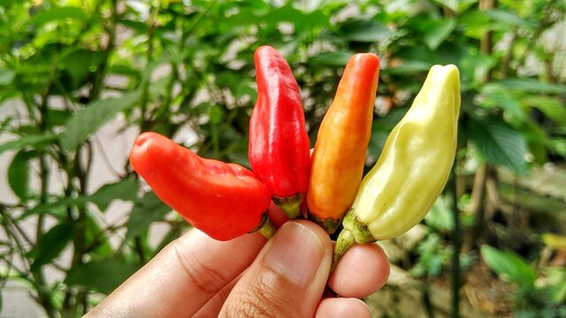 Small red, green and yellow chilies taste spicy, for a mixture of cooking. Capisicum frutescens, tropical plant
