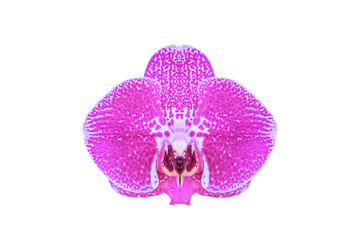Fototapeta na wymiar Purple orchids isolated on white with clipping path included.