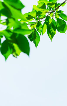 656 Best 自然イメージ Images Stock Photos Vectors Adobe Stock