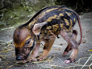 Red river hog piglet © Kathryn