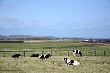 北海道の牛_Cow_2