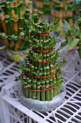 Obraz premium Lucky bamboo decoration for Chinese religious rituals.