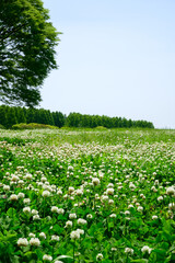 シロツメクサの咲く草原の縦写真