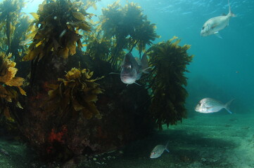 Large rock covered with brown kelp Ecklonia radiata on flat sandy bottom with Australasian snappers swimming around it.