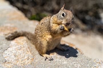 Naklejka na ściany i meble Californian ground squirrel eats cookies. 