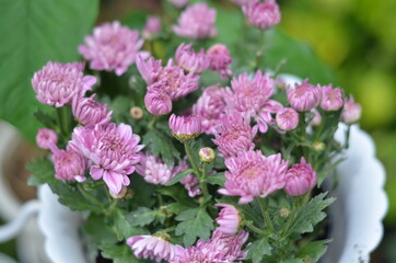 Obraz premium Pink chrysanthemum indicum flowers are very beautiful and enchanting.