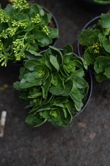 A flaming katy flower with green leafy plant was growing in a pot.