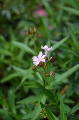 Small bright pink oleander flowers are blooming.
