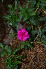 A light pink flower in bloom and its green leaves.