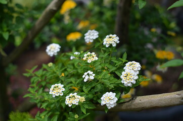 The white Lantana Camara flowers are very exotic and charming.