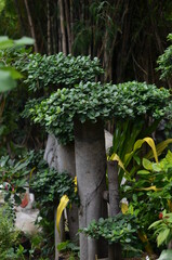 Chinese banyan plants with large stems and green leaves.