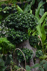 Chinese banyan plants with large stems and green leaves.