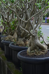 The root stem of the Adenium plant that grows in a black pot.