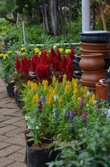 Line of yellow and red flowers and a few clay pots.