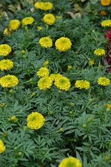 Yellow marigold flowers and leaves.