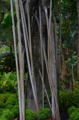 A banyan tree with creeping roots.