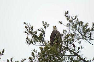 bird on a tree branch
