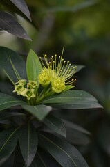 The golden penda plant is 
blooming bright green and its leaves.