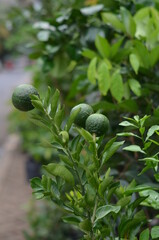 Immature lime fruit and green leaves.