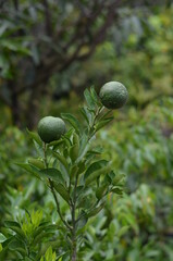 Immature lime fruit and green leaves.