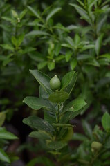 Immature lime fruit and green leaves.