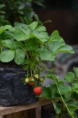 The strawberry tree has red fruit and green leaves growing in black polybags.