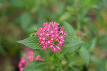 Pink Pentas Lanceolata flowers are blooming.