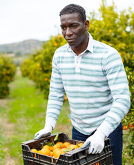Confident African-American farmer carrying plastic box full of ripe mandarin oranges on citrus plantation © JackF