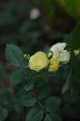 There are yellow roses that have not and are in bloom.