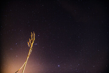 Estrelas / Stars