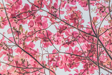 Looking up through the canopy of blooming dogwood blossoms
