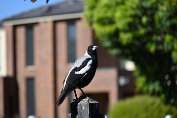 An Australian magpie looking to its right while atop a dirty and worn fence post, in front of houses and trees on a suburban street