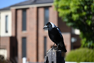 An Australian magpie, its talons illuminated by the sun, facing left while atop a dirty and worn fence post, in front of houses and trees on a suburban street
