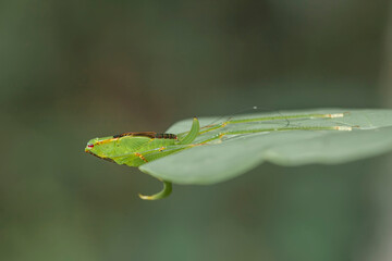 Animal Insect on Nature Life