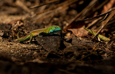 Reptil