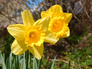 Fototapeta premium daffodils in spring