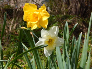 daffodils in the wind