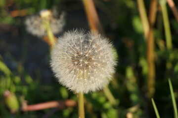 Flower head and seeds of dandelion in early summer, close up