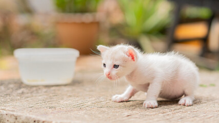 Cute little white cat walking on the floor