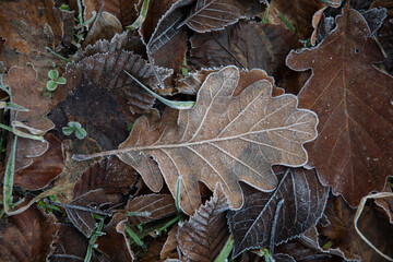Fallen autumn oak leaves covered with hoarfrost. Frost on the leaves. Close up. Detail.