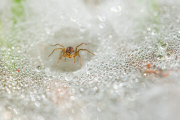 Animal Insect on Nature Life
