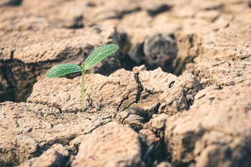 Young tree that is born from a plant that is growing.