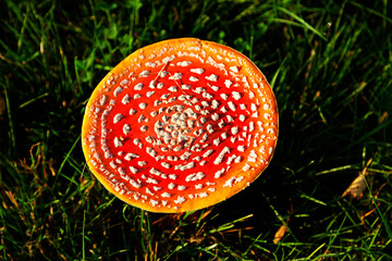 deadly red and white fly agaric fungus seen from above