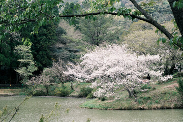 満開に咲く美しい観音滝公園の桜の木「ネガ調」