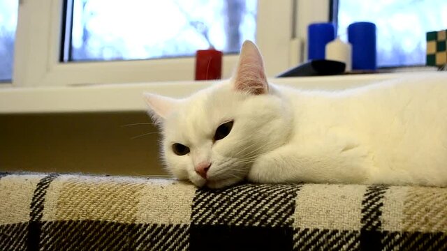 beautiful adult domestic cat lying proudly on the sofa resting, gazing intently, white coat color, the concept of keeping domestic four-legged pets, veterinary medicine, animal care