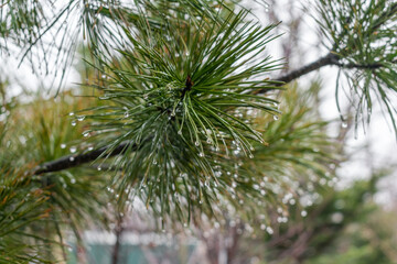 Pine tree close up with raindrops