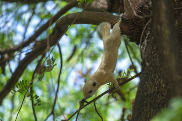 squirrel on a tree