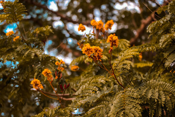 flowers in the forest